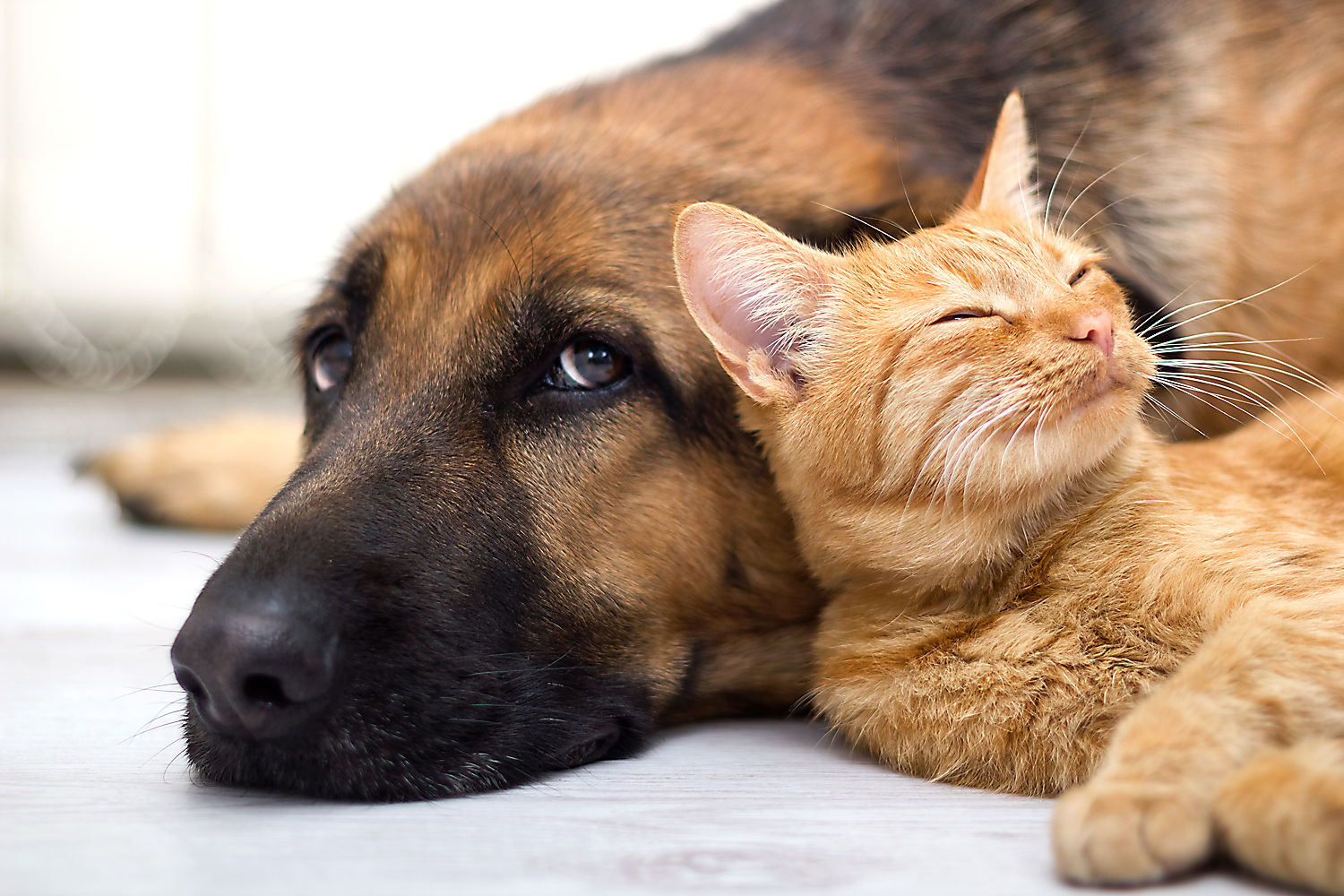 German Shepherd Dog and cat together
